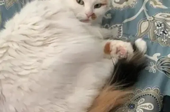 Lost Cat: White with Orange Spots in TN