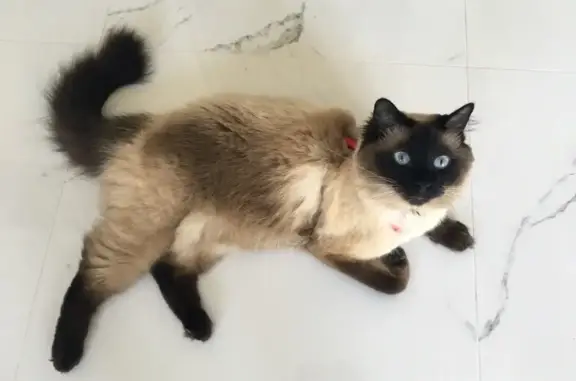 Lost Ragdoll Cat: Blue Eyes, Markham