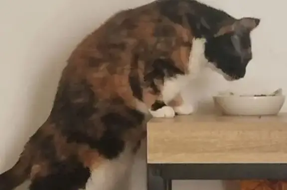 Animaux perdus Sainte-Tulle, photo: Chatte Calico perdue à Sainte-Tulle