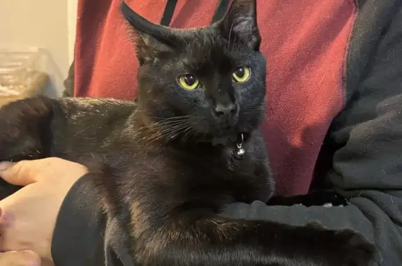 Lost and found pets Shelby, photo: Lost Black Cat: Yellow Eyes & Fluffy Tail