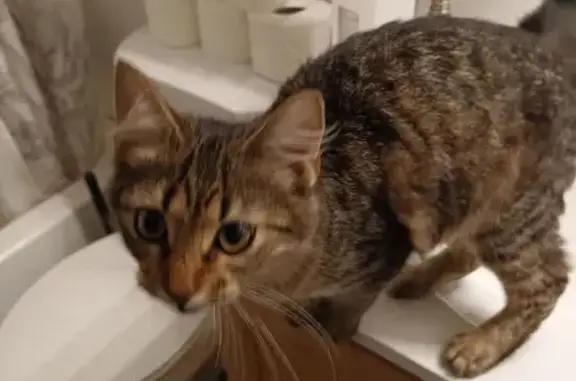 Friendly Found Cat: Tan & Brow...