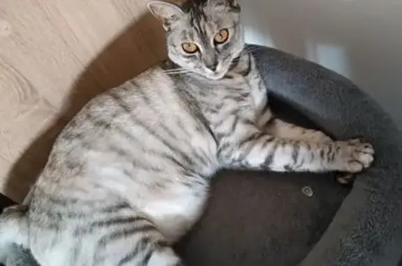 Animaux perdus Nantes, photo: Chatte tigrée perdue à Nantes