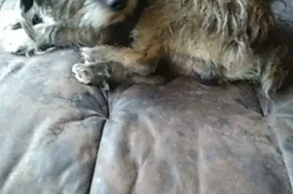 Lost 15-Year-Old Dog in Illinois: Help Find Max!