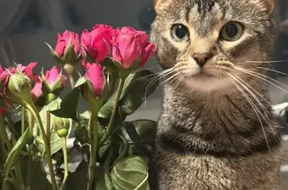 Lost Cat: Petite, Green-Eyed in York
