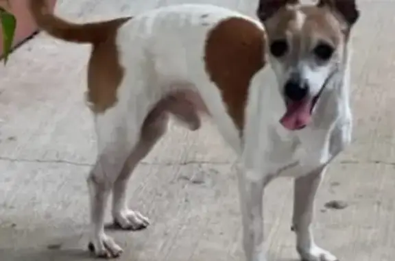 Lost and found pets Brownsville, photo: Lost Chihuahua: White & Brown, Greenway Dr