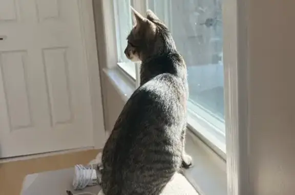 Missing cat , photo: Help Find Sesame: Lost Tabby in Winchester