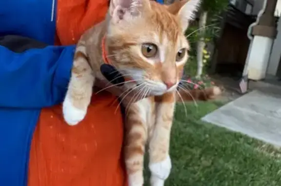 Lost and found pets , photo: Playful Orange Tabby Found in San Jose