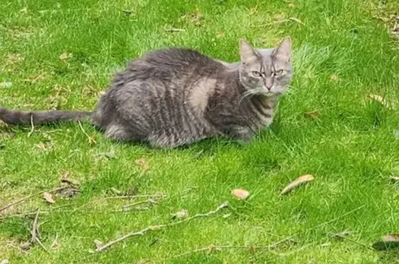 Help Find Kazee: Lost Tabby in Sound Beach