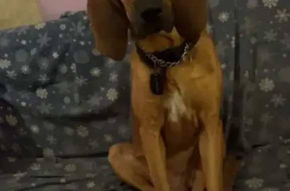 Lost Dog in Mount Vernon: Brown with White Patch