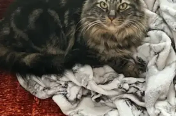 Help Find Whiskey: Lost Cat in Anchorage