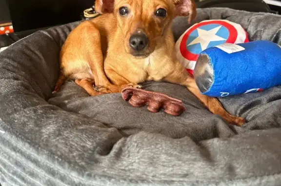 Found dog , photo: Found: Tan Chihuahua Mix in Brooklyn