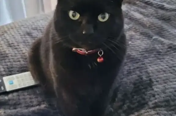 Lost Black Cat: Oscar with Gre...