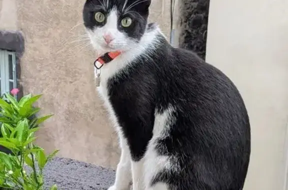 Chat perdu, Clermont-Ferrand, photo: Chatte perdue à Clermont-Ferrand