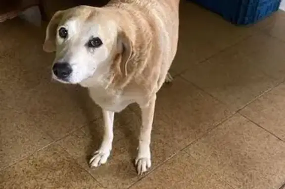 cachorro desaparecida