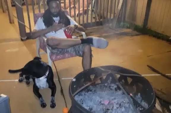 Lost: Friendly Black & White Dog, McDonough