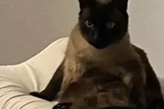Lost Cat on Cervino Dr: Sweet & Injured