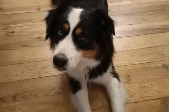 Chien trouvé seul près de Sumène - photo