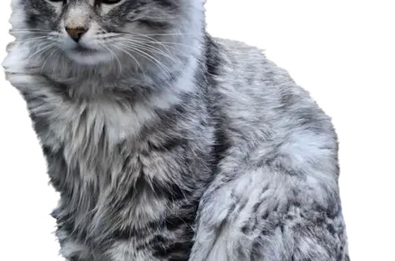Chat perdu, Saint-Denis, photo: Chat perdue, collier avec infos, St-Denis