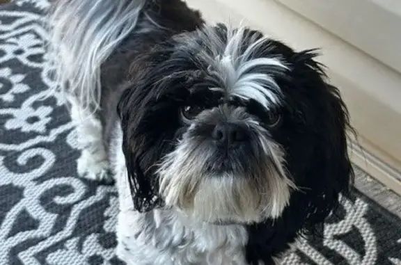Missing dog Rapid City, photo: Lost Black & White Dog in Rapid City