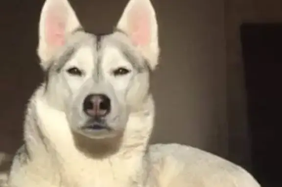 Chien perdu Mazères, photo : Cheyenne, chienne perdue à Mazères