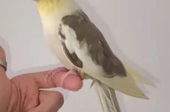 Ave Perdida en Santa Pola: Poti, Cacatúa Amarilla
