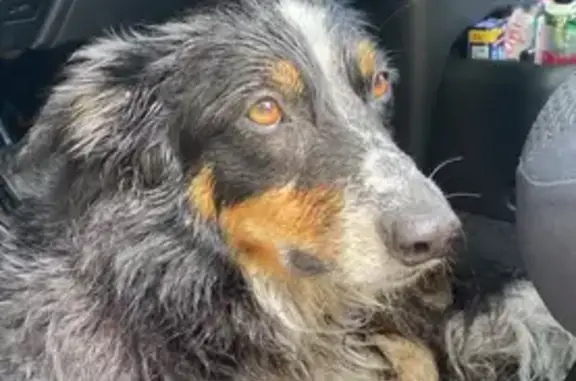 Animaux trouvés Soustons, photo: Chienne border collie trouvée à Soustons