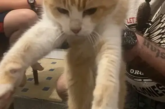 Chat trouvé Thiers, photo: Chatte rousse et blanche trouvée à Thiers