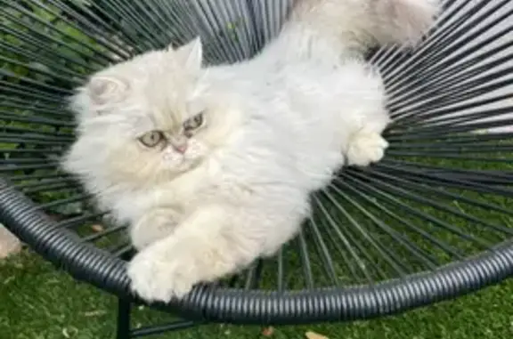 Animaux perdus , photo: Chatte persane blanche perdue à Saint-Victor