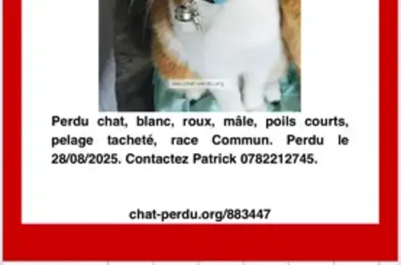 Animaux perdus , photo: Chat perdu à Étormay, collier médaillon