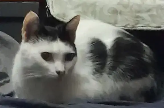 Chat perdu, , photo: Chatte perdue, blanche/noire, Cugny