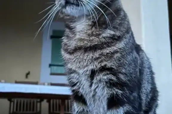 Chat perdu, , photo: Chat perdu Chemin des Samats, La Cadière
