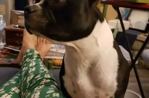 Lost Dog: Joyful Tuxedo Face-Licker