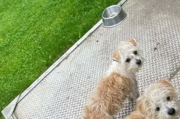 Lost 11-Year-Old Cream Dog in Calabash