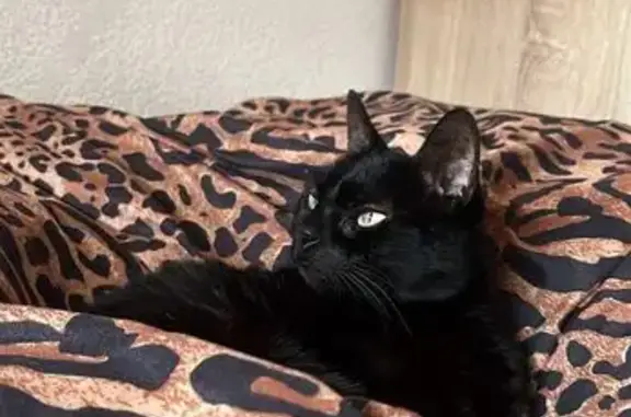 Gatos perdidos, Almeria, foto: ¡Gata Negra Perdida en Almería! Ayuda