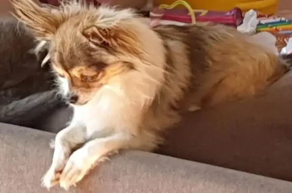 Chien perdu La Jarrie, photo : Chien perdue, petite, marron et blanc, La Jarrie