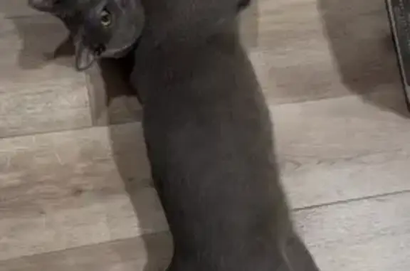 Help Find Twix: Missing Gray Cat in Everett