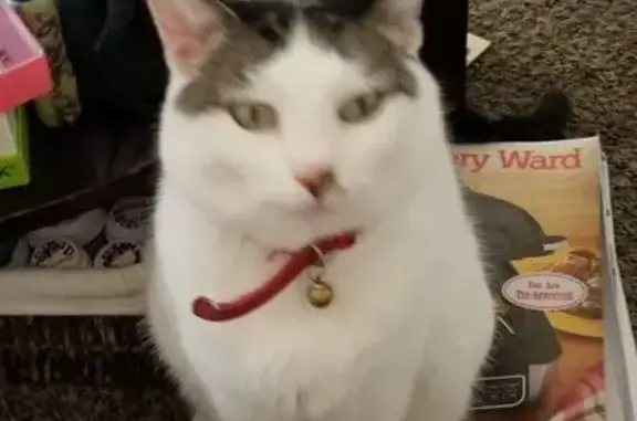 Lost Cat: White with Tabby Spots, Salem