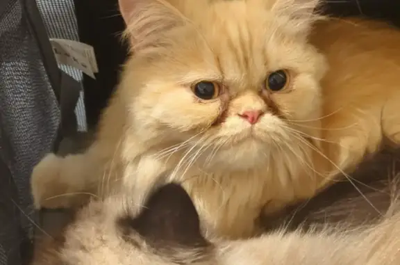 Chatte persane rousse perdue à Marseille - photo