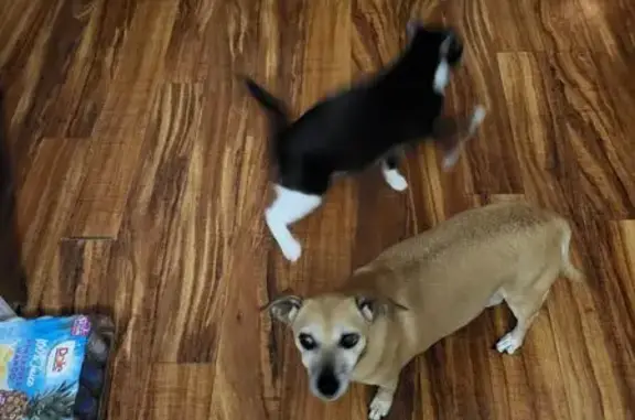 Lost pets Oklahoma City, photo: Help Find Nala: Lost 8-Year-Old Dog
