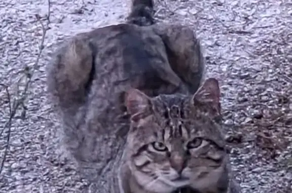 Chat mâle tigré trouvé à Maxéville - photo