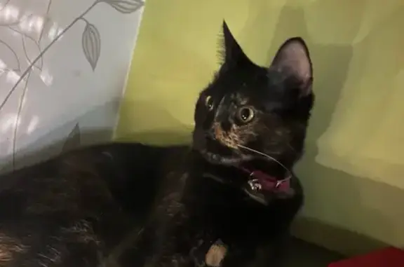 Animaux perdus Bourg-en-Bresse, photo: Chatte Écaille perdue à Bourg-en-Bresse