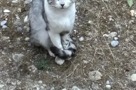 Chat blessé trouvé à Nice, Avenue Bornala - photo