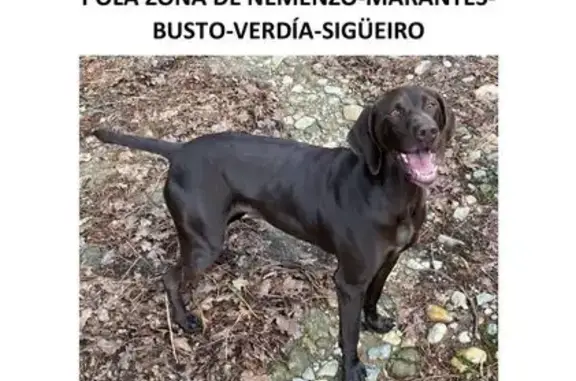 Perro Braco Perdido en Santiago de Compostela