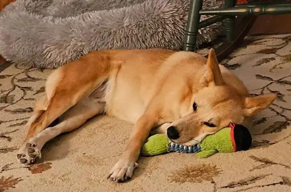 Lost: Gold Dog, 7, Shy, East College Ave