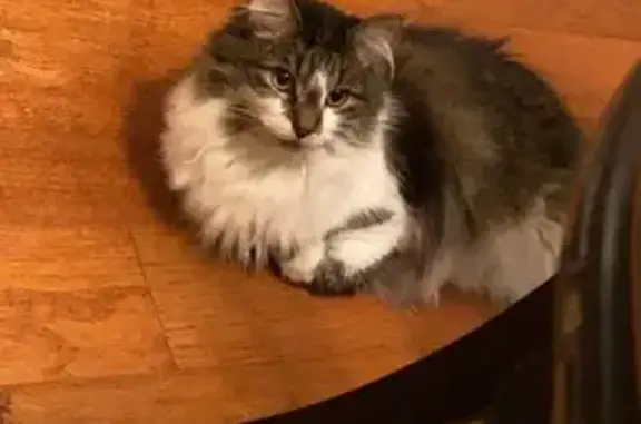 Fluffy Green-Eyed Cat Lost in Overland Park