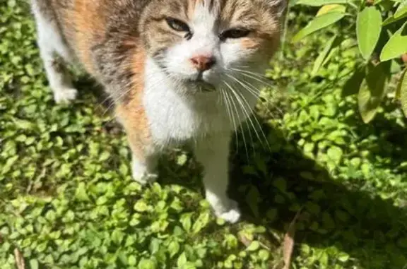 Chatte tricolore maigre retrouvée à Bordeaux - photo