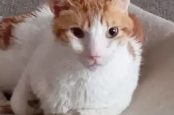 Gato blanco y rubio hallado en Caspe, Aragón