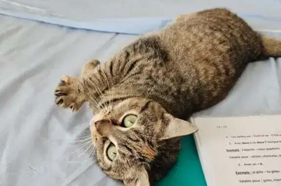 Chatte perdue à Verneuil-sur-Vienne - photo