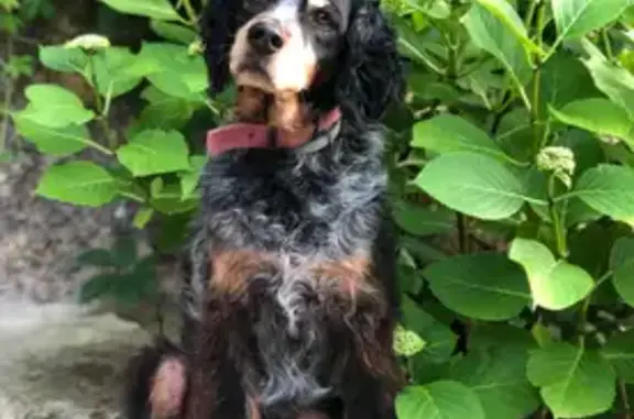Chien perdu , photo : Épagneul Breton perdu à Néronde-sur-Dore
