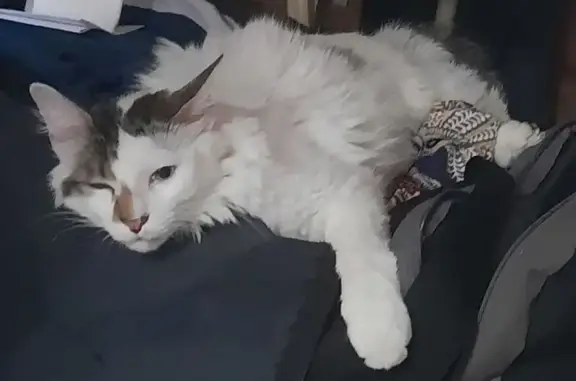 Chat perdu, , photo: Chat perdu : Arsène, blanc tacheté, craintif
